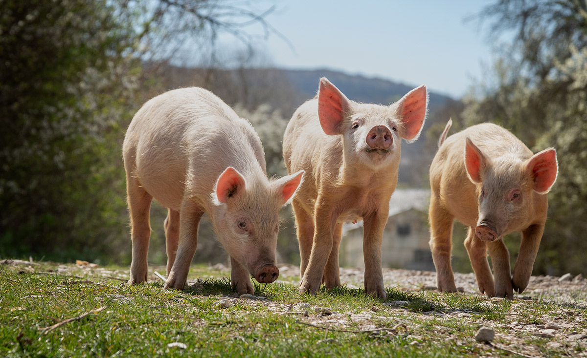 schweinchen-landhof-deutschland