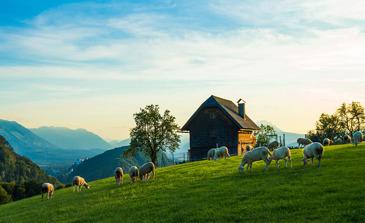 schafe-wiese-oesterreich