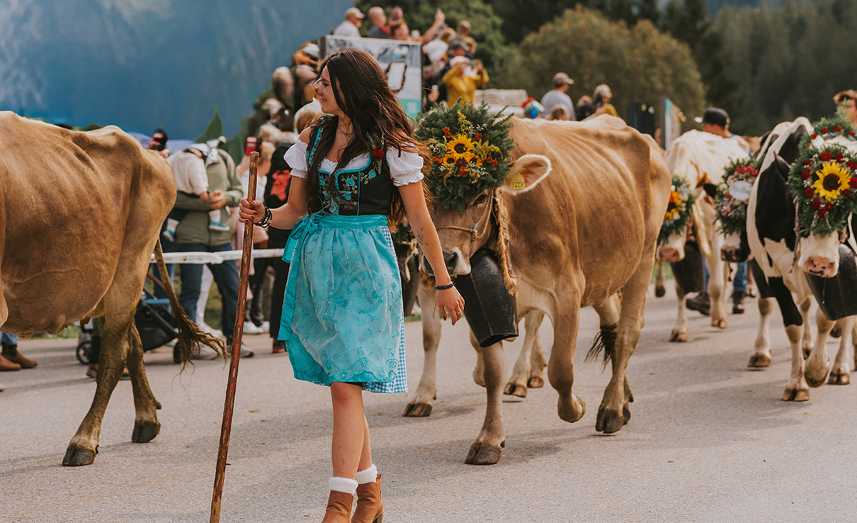 almabtrieb-schweizer-alpen