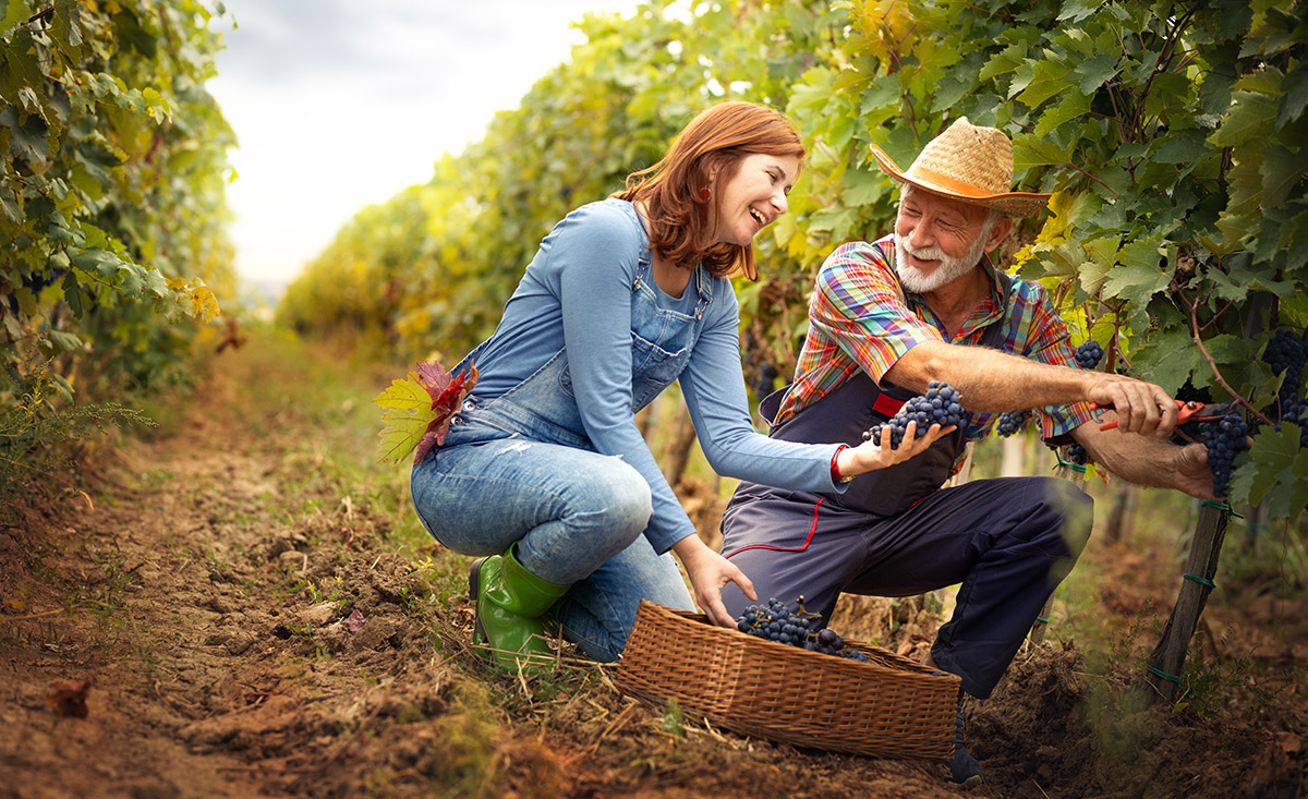 weinernte-winzerhof-suedtirol