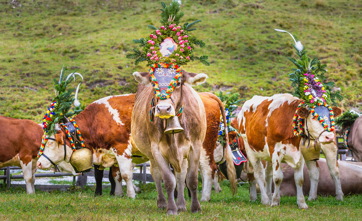 Almabtrieb im Almhof