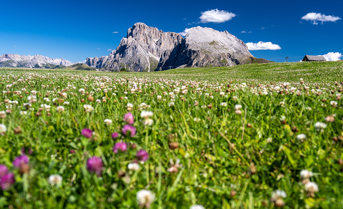 Almwiese in Südtirol - Bauernhöfe auf der Seiser Alm