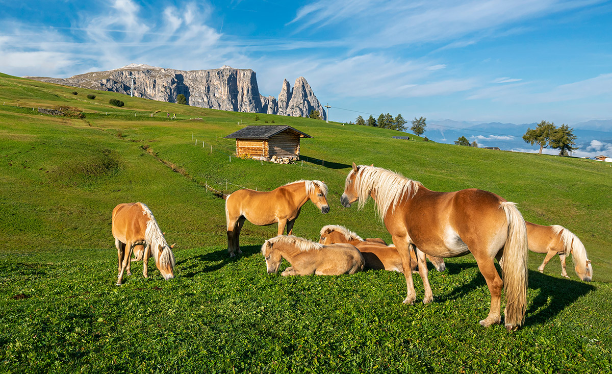 Haflinger in Südtirol