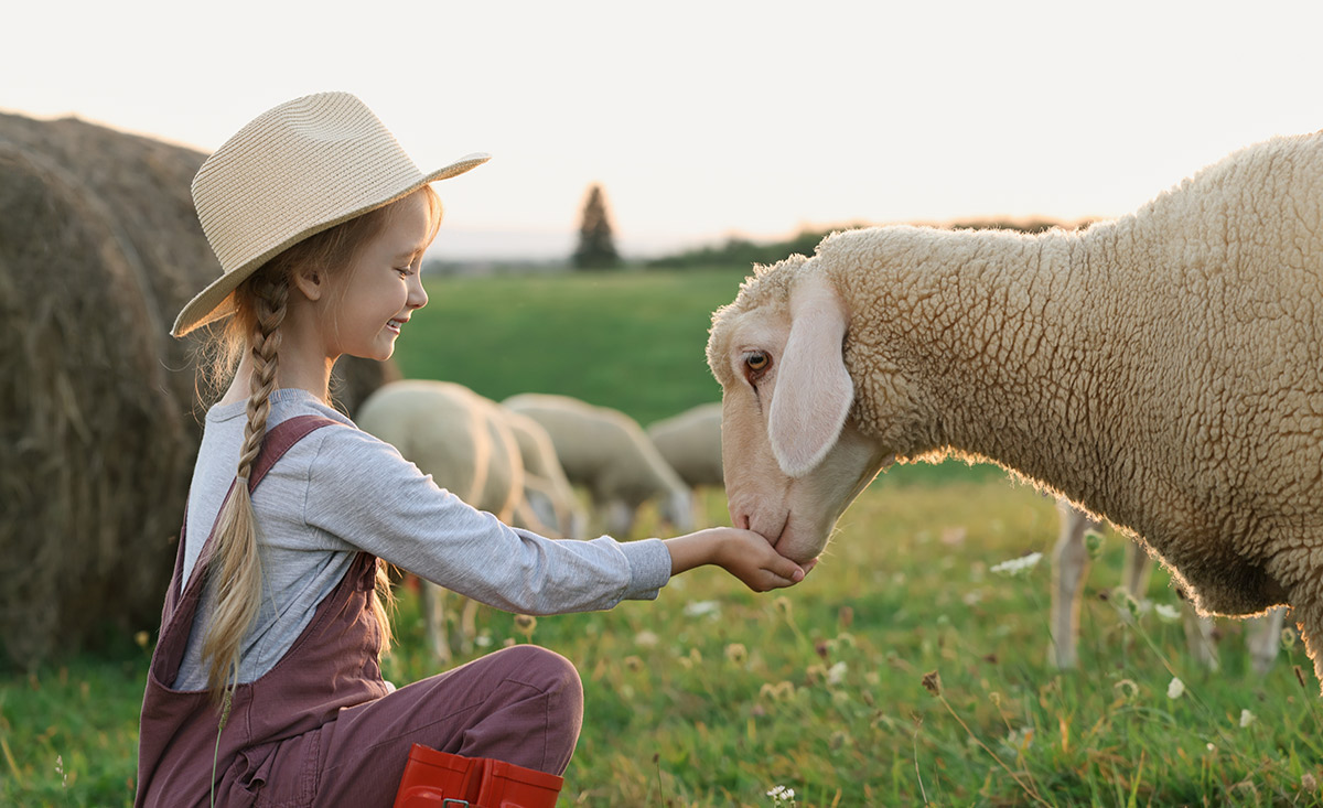 Mädchen füttert Schaf auf der Alm